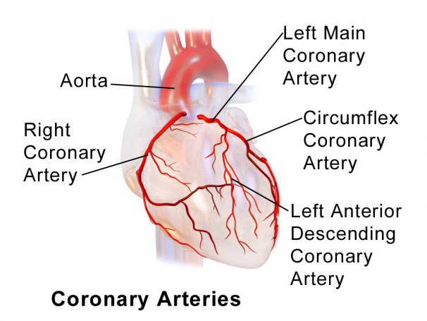 koronarna arterija je