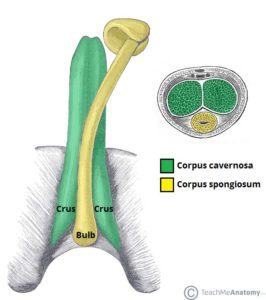 Anatomija penisa (izvor: Teach Me Anatomy)
