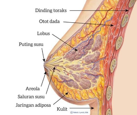 anatomija dojki