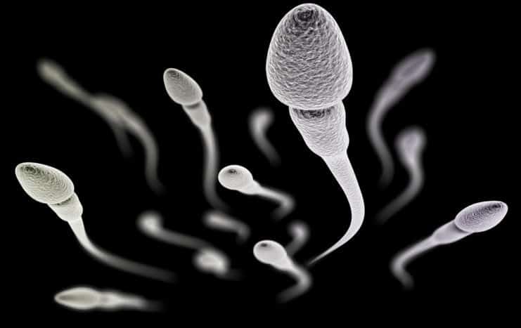 kvaliteta sperme