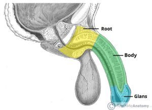 Anatomija bočne strane penisa (izvor: Teach Me Anatomy)
