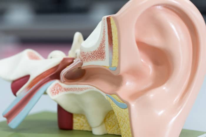 anatomija uha