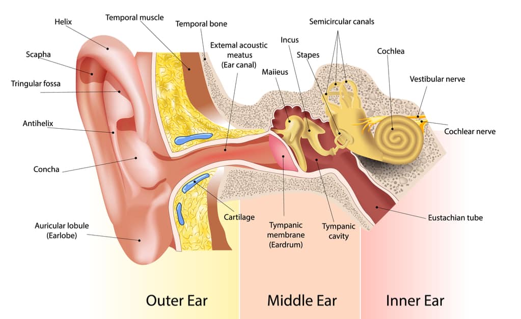 dio uha