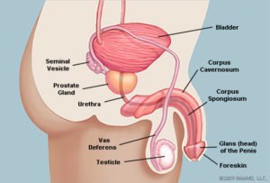 Anatomija penisa izgleda bočno (izvor: WebMD)