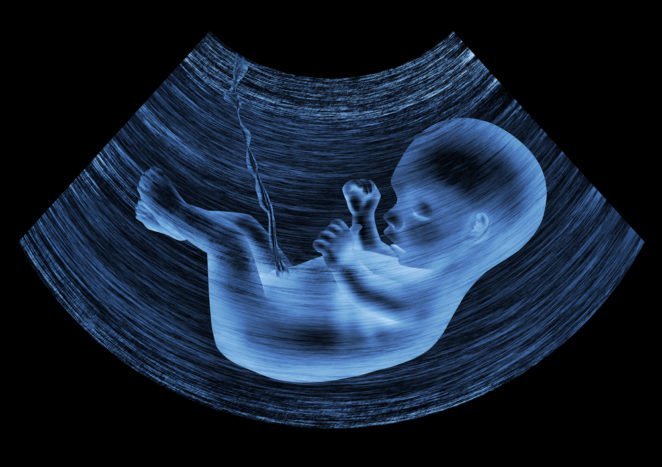 fetalni razvoj u maternici