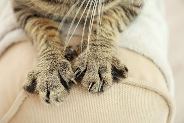bartonellosis mačka scratch bolest je