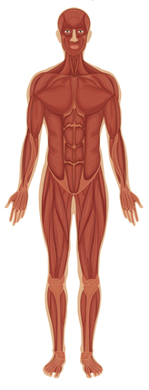 mišićni sustav