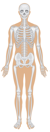 skeletni sustav
