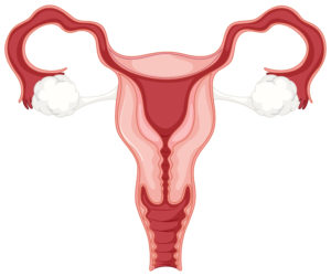 ženski reproduktivni sustav