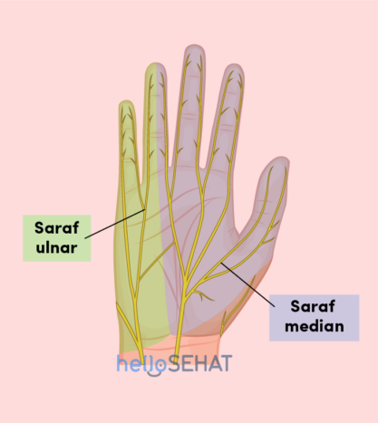 slika ruke - medijan ulnarnog živca