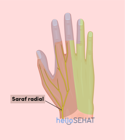 slika ruke - radijalni živac