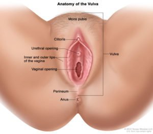 Izgleda vani i vulva (izvor: naša tijela)